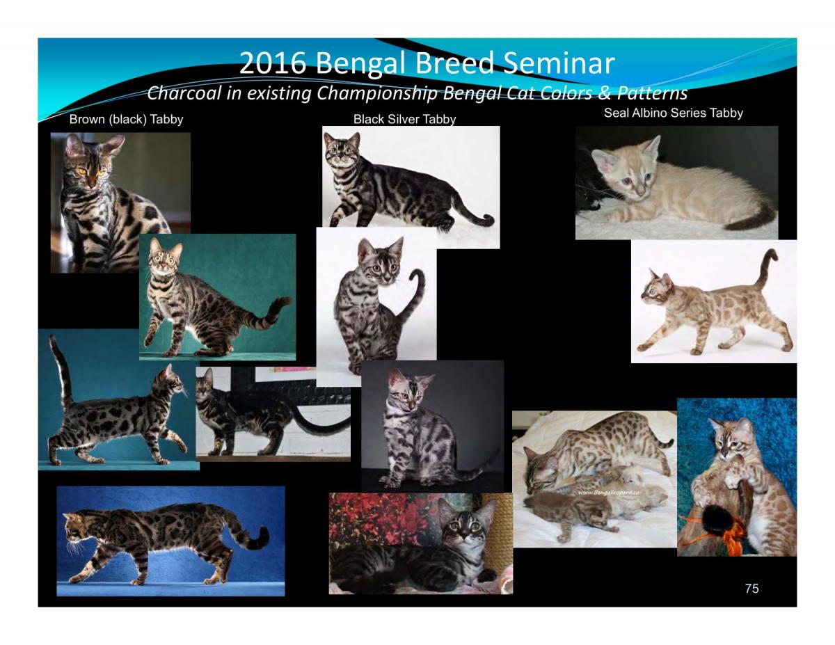 Bengal Cat Color & Pattern Info